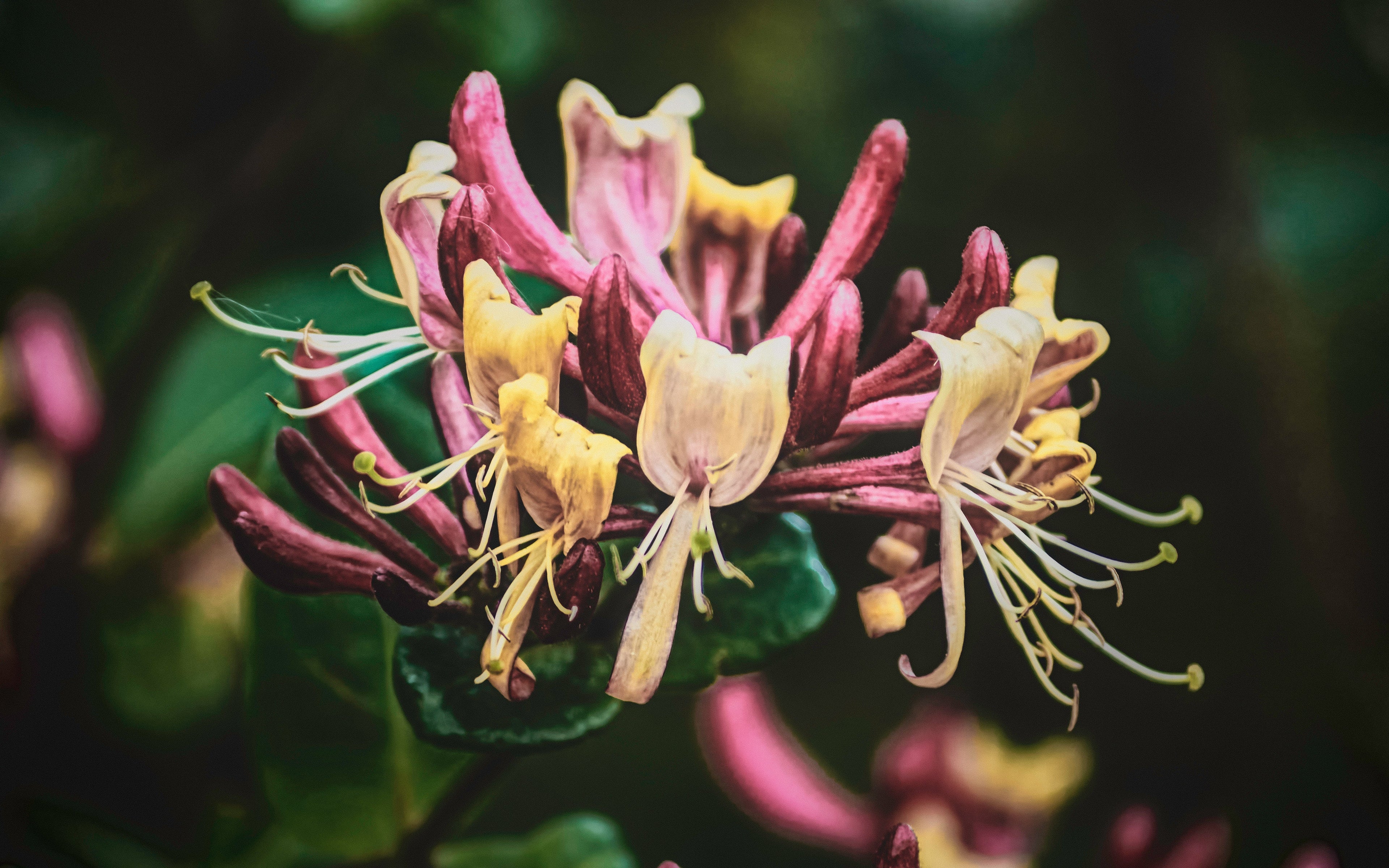WILD HONEYSUCKLE Linen & Room Spray